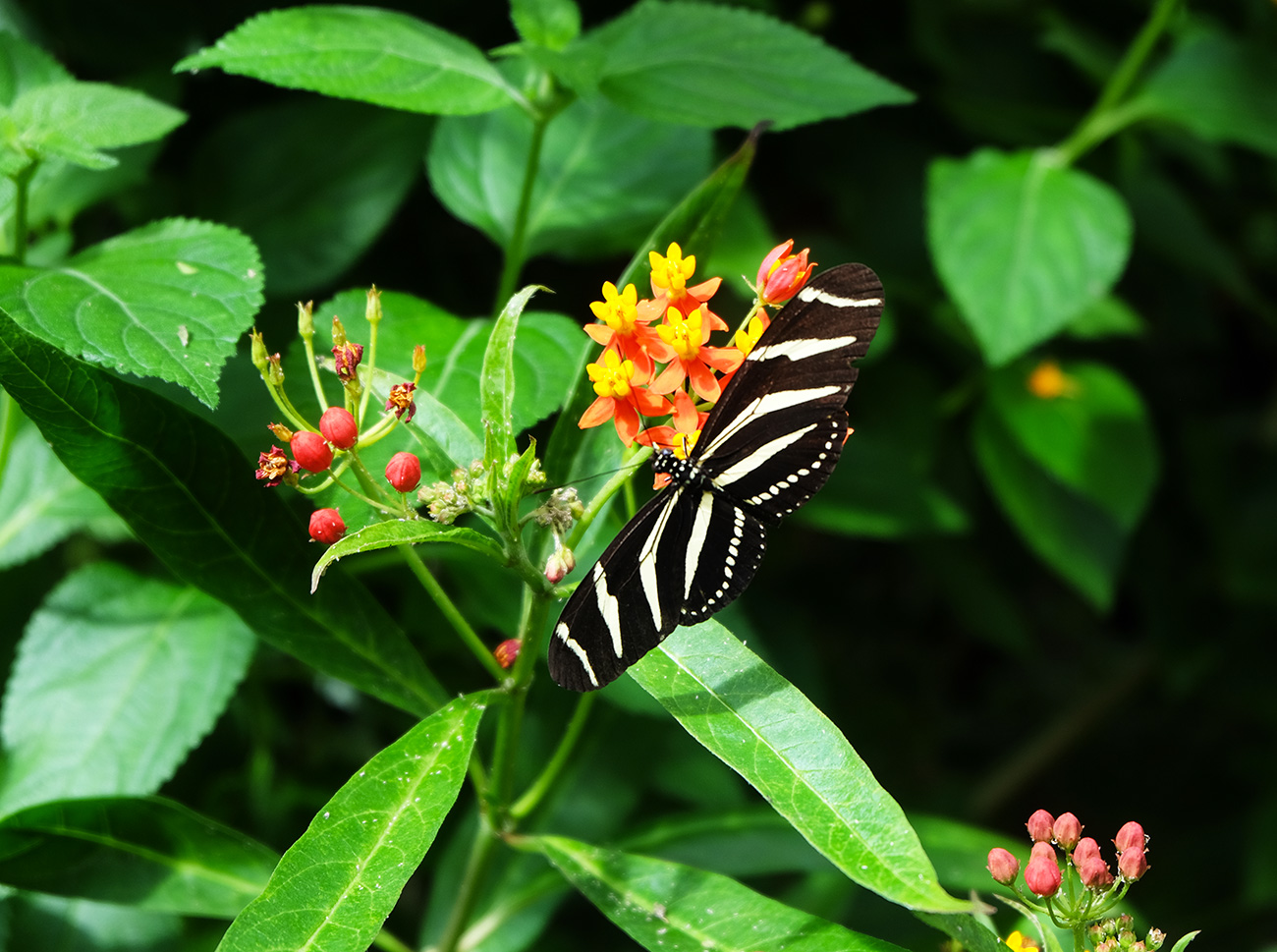 butterfly_zebra
